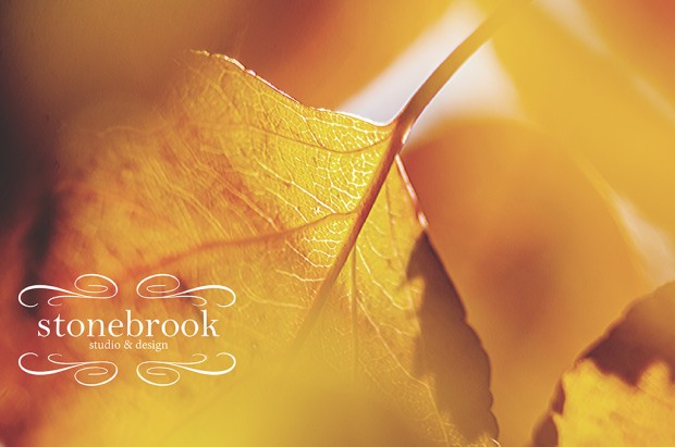 EmilyJohnson-LeafMacroFallPhotographyRexburgMassachusetts