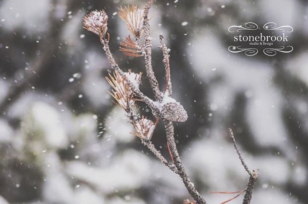 Emily Johnson, Fine Art, Fine Art Photography, FAPOS, Stonebrook Studio and Design, Rexburg Photographer, Massachusetts Photographer, Idaho Photographer