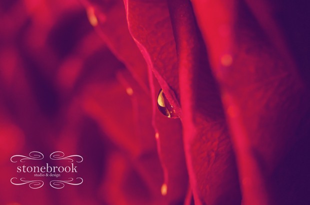 Emily Johnson, Macro Photography, Macro, Rexburg, Rexburg Photographer, Photography, Stonebrook Studio and Design