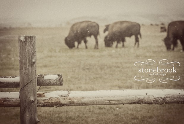 Emily Johnson, Portfolio, Rexburg Photographer, Photography, Portfolio, Stonebrook Studio and Design