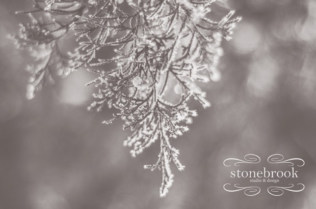 Emily Johnson, Winter Wonderland, Winter Photography, Winter, Rexburg Photographer, Massachusetts Photographer, Photography