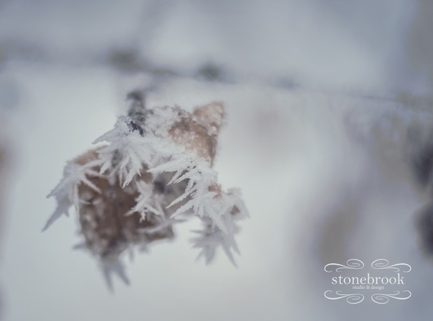 Emily Johnson, Winter Wonderland, Winter Photography, Winter, Rexburg Photographer, Massachusetts Photographer, Photography