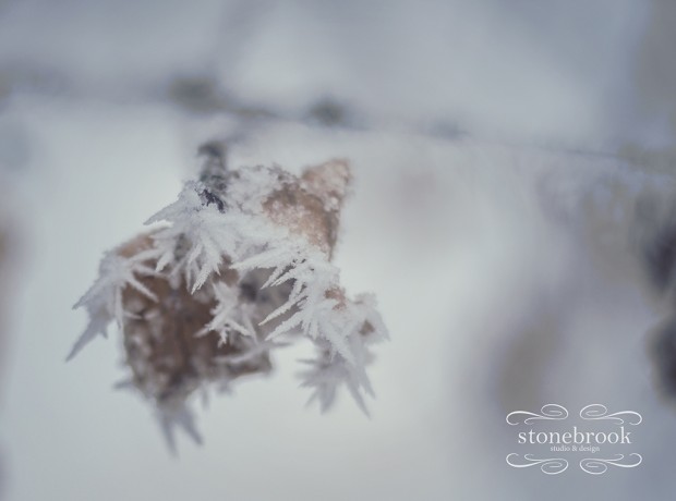 Emily Johnson, Winter Wonderland, Winter Photography, Winter, Rexburg Photographer, Massachusetts Photographer, Photography