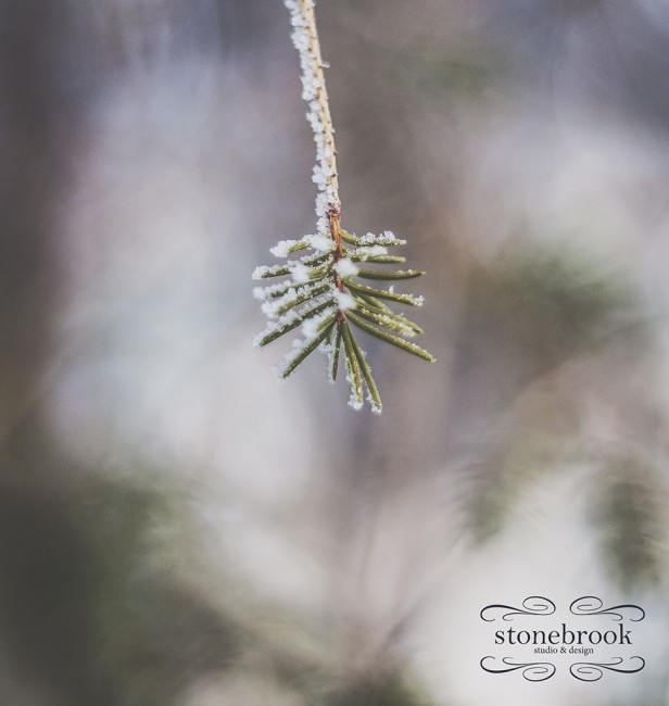 Emily Johnson, Winter Wonderland, Winter Photography, Winter, Rexburg Photographer, Massachusetts Photographer, Photography