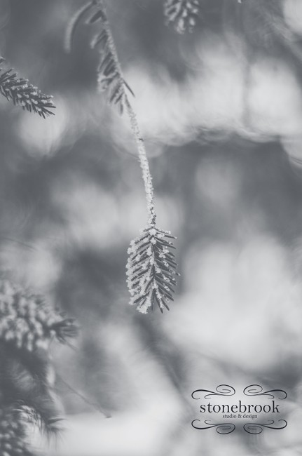 Emily Johnson, Winter Wonderland, Winter Photography, Winter, Rexburg Photographer, Massachusetts Photographer, Photography