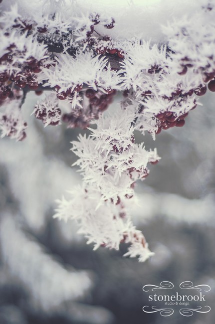 Emily Johnson, Winter Wonderland, Winter Photography, Winter, Rexburg Photographer, Massachusetts Photographer, Photography