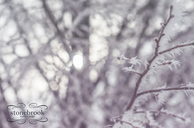 Emily Johnson, Winter Wonderland, Winter Photography, Winter, Rexburg Photographer, Massachusetts Photographer, Photography