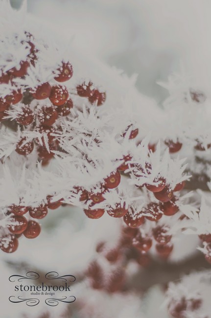 Emily Johnson, Winter Wonderland, Winter Photography, Winter, Rexburg Photographer, Massachusetts Photographer, Photography