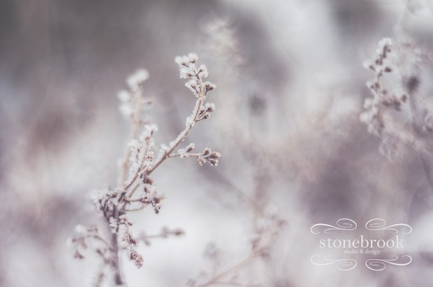 Emily Johnson, Winter Wonderland, Winter Photography, Winter, Rexburg Photographer, Massachusetts Photographer, Photography