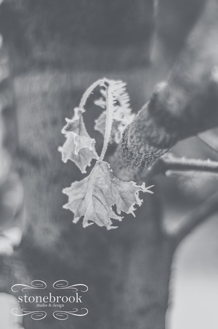 Emily Johnson, Winter Wonderland, Winter Photography, Winter, Rexburg Photographer, Massachusetts Photographer, Photography