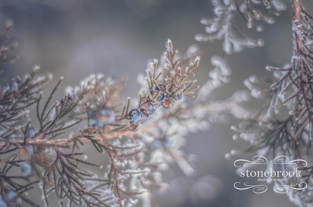 Emily Johnson, Winter Wonderland, Winter Photography, Winter, Rexburg Photographer, Massachusetts Photographer, Photography