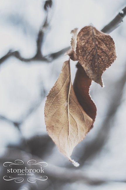 Emily Johnson, Winter Wonderland, Winter Photography, Winter, Rexburg Photographer, Massachusetts Photographer, Photography