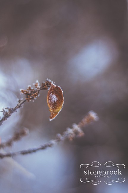 Emily Johnson, Winter Wonderland, Winter Photography, Winter, Rexburg Photographer, Massachusetts Photographer, Photography