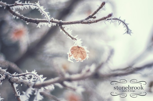 Emily Johnson, Winter Wonderland, Winter Photography, Winter, Rexburg Photographer, Massachusetts Photographer, Photography