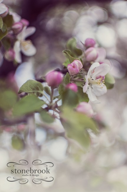 Emily Johnson, Stonebrook Studio and Design, Photography, Photographer, Rexburg Photographer