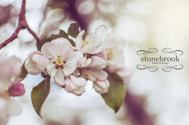 Emily Johnson, Stonebrook Studio and Design, Photography, Photographer, Rexburg Photographer