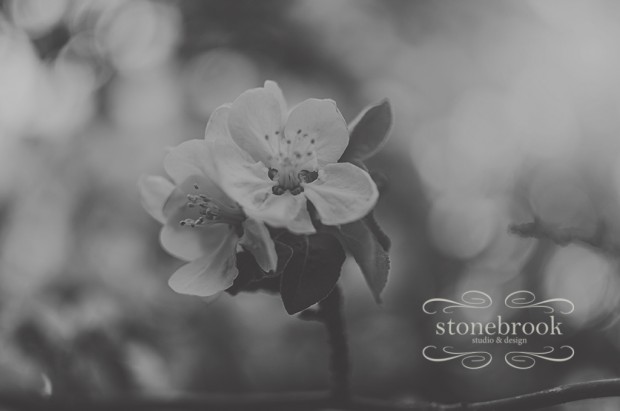 Emily Johnson, Stonebrook Studio and Design, Photography, Photographer, Rexburg Photographer