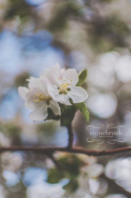 Emily Johnson, Stonebrook Studio and Design, Photography, Photographer, Rexburg Photographer