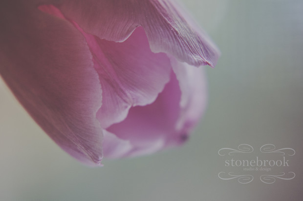 photography, macro, massachusetts photographer, sturbridge portraits, sturbridge photographer, flora, still life photography, macro