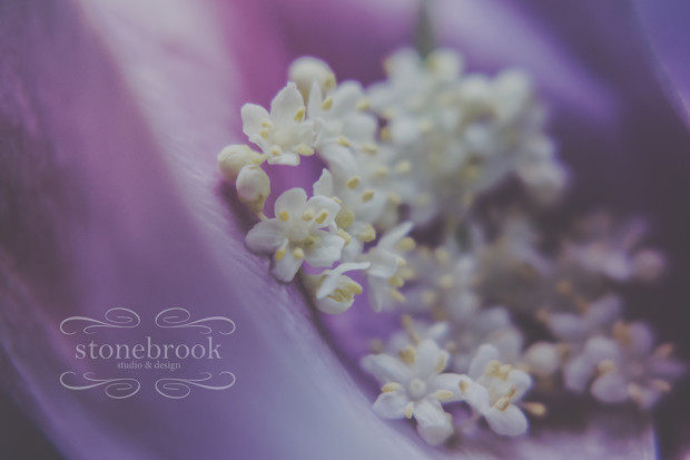 photography, macro, massachusetts photographer, sturbridge portraits, sturbridge photographer, flora, still life photography, macro