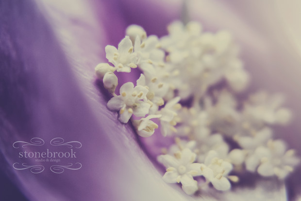 photography, macro, massachusetts photographer, sturbridge portraits, sturbridge photographer, flora, still life photography, macro