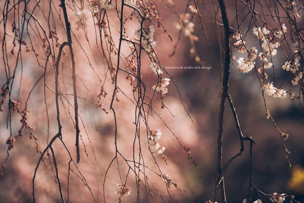 Washington DC, Washington Cherry Blossoms, Massachusetts Photographer, Sturbridge Photographer, Fine Art Photography, Cherry Blossoms Photography, DC Photography, Washington DC