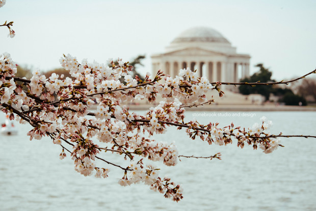 Washington DC, Washington Cherry Blossoms, Massachusetts Photographer, Sturbridge Photographer, Fine Art Photography, Cherry Blossoms Photography, DC Photography, Washington DC