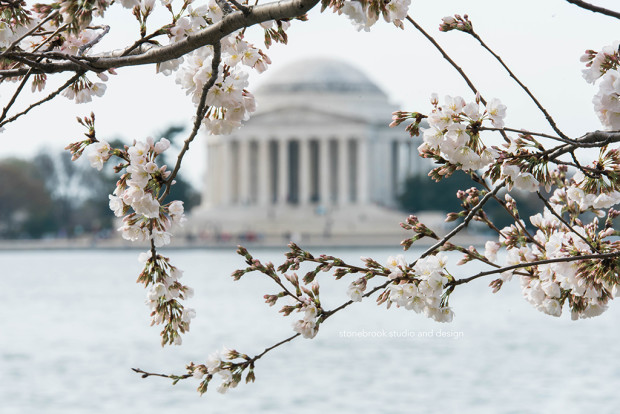 Washington DC, Washington Cherry Blossoms, Massachusetts Photographer, Sturbridge Photographer, Fine Art Photography, Cherry Blossoms Photography, DC Photography, Washington DC