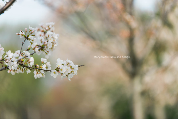 Washington DC, Washington Cherry Blossoms, Massachusetts Photographer, Sturbridge Photographer, Fine Art Photography, Cherry Blossoms Photography, DC Photography, Washington DC