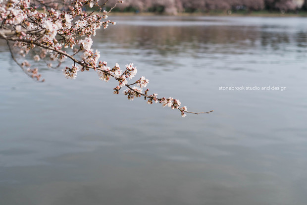 Washington DC, Washington Cherry Blossoms, Massachusetts Photographer, Sturbridge Photographer, Fine Art Photography, Cherry Blossoms Photography, DC Photography, Washington DC