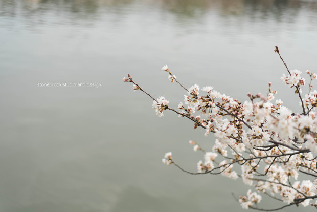 Washington DC, Washington Cherry Blossoms, Massachusetts Photographer, Sturbridge Photographer, Fine Art Photography, Cherry Blossoms Photography, DC Photography, Washington DC