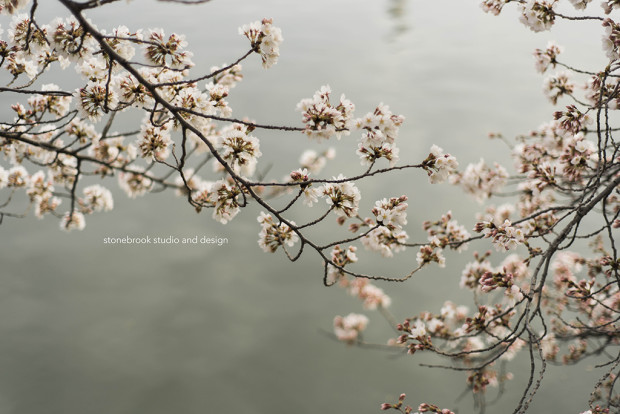 Washington DC, Washington Cherry Blossoms, Massachusetts Photographer, Sturbridge Photographer, Fine Art Photography, Cherry Blossoms Photography, DC Photography, Washington DC