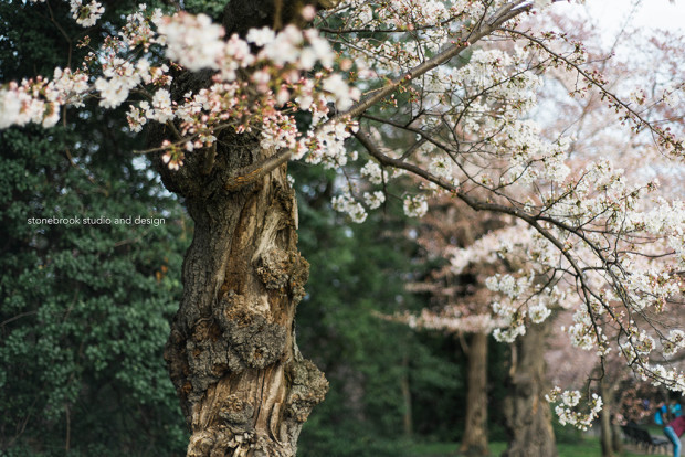 Washington DC, Washington Cherry Blossoms, Massachusetts Photographer, Sturbridge Photographer, Fine Art Photography, Cherry Blossoms Photography, DC Photography, Washington DC