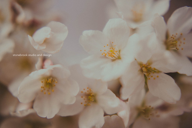 Washington DC, Washington Cherry Blossoms, Massachusetts Photographer, Sturbridge Photographer, Fine Art Photography, Cherry Blossoms Photography, DC Photography, Washington DC