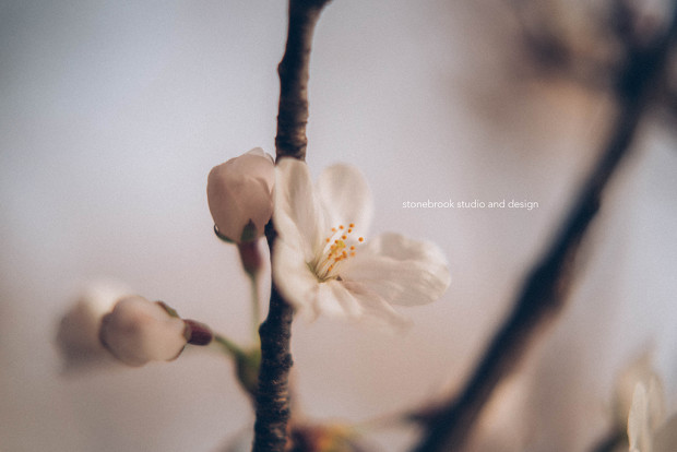 Washington DC, Washington Cherry Blossoms, Massachusetts Photographer, Sturbridge Photographer, Fine Art Photography, Cherry Blossoms Photography, DC Photography, Washington DC