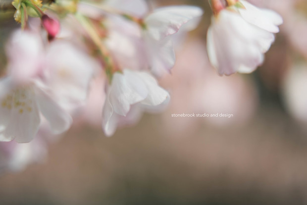 Washington DC, Washington Cherry Blossoms, Massachusetts Photographer, Sturbridge Photographer, Fine Art Photography, Cherry Blossoms Photography, DC Photography, Washington DC