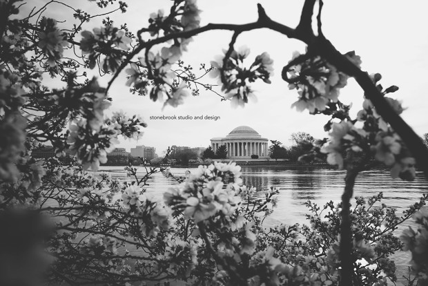 Washington DC, Washington Cherry Blossoms, Massachusetts Photographer, Sturbridge Photographer, Fine Art Photography, Cherry Blossoms Photography, DC Photography, Washington DC