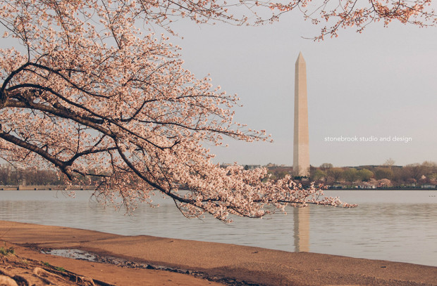 Washington DC, Washington Cherry Blossoms, Massachusetts Photographer, Sturbridge Photographer, Fine Art Photography, Cherry Blossoms Photography, DC Photography, Washington DC