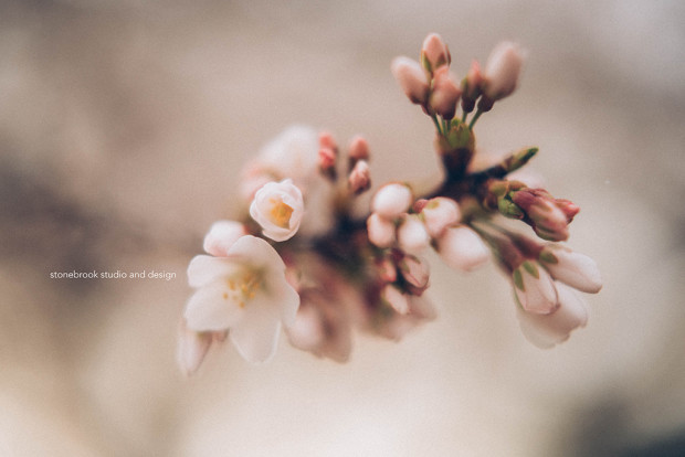 Washington DC, Washington Cherry Blossoms, Massachusetts Photographer, Sturbridge Photographer, Fine Art Photography, Cherry Blossoms Photography, DC Photography, Washington DC