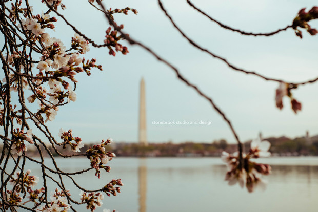 Washington DC, Washington Cherry Blossoms, Massachusetts Photographer, Sturbridge Photographer, Fine Art Photography, Cherry Blossoms Photography, DC Photography, Washington DC