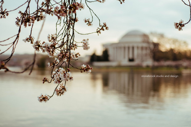 Washington DC, Washington Cherry Blossoms, Massachusetts Photographer, Sturbridge Photographer, Fine Art Photography, Cherry Blossoms Photography, DC Photography, Washington DC