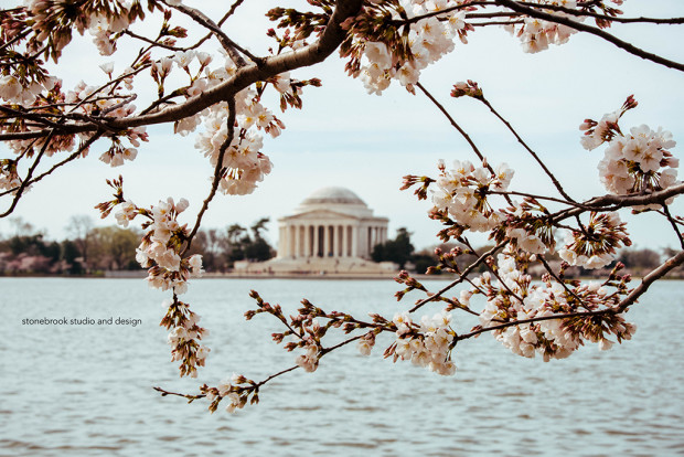 Washington DC, Washington Cherry Blossoms, Massachusetts Photographer, Sturbridge Photographer, Fine Art Photography, Cherry Blossoms Photography, DC Photography, Washington DC