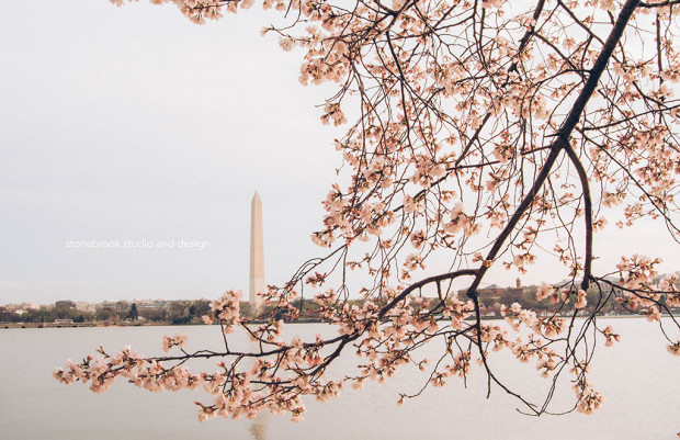 Washington DC, Washington Cherry Blossoms, Massachusetts Photographer, Sturbridge Photographer, Fine Art Photography, Cherry Blossoms Photography, DC Photography, Washington DC