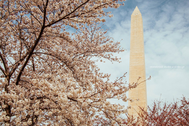 Washington DC, Washington Cherry Blossoms, Massachusetts Photographer, Sturbridge Photographer, Fine Art Photography, Cherry Blossoms Photography, DC Photography, Washington DC